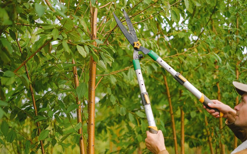 Tree trimming in Brookland, AR