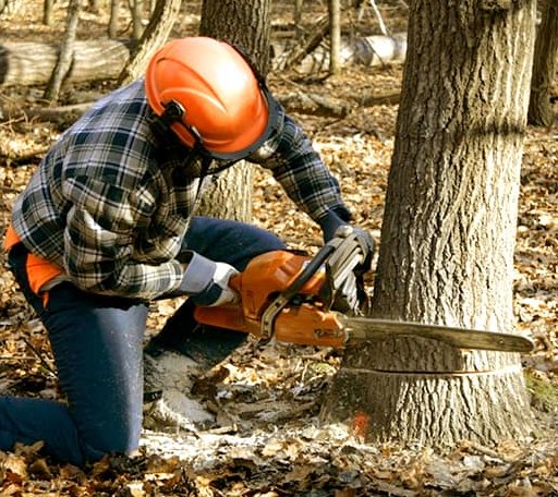 Tree Removal in Brookland, AR